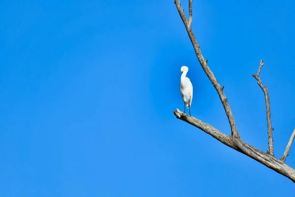 Egret White Big Bird Tree — Foto de Stock