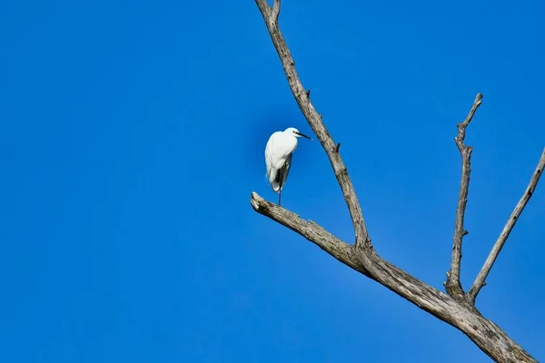 Egret Pássaro Grande Branco Uma Árvore — Fotografia de Stock