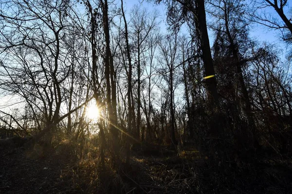 Дерева Восени Парку Під Час Заходу Сонця — стокове фото
