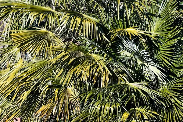 Palmbladeren Achtergrond Van Zee — Stockfoto