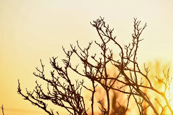 Гілки Дерева Флора Природа — стокове фото