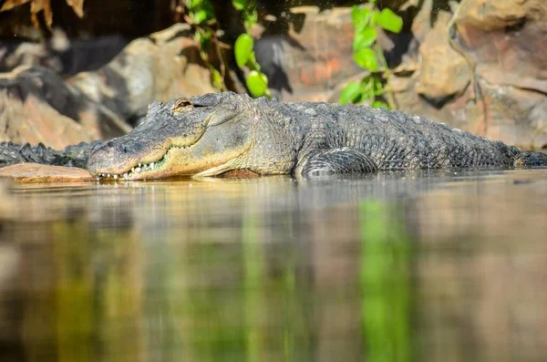 Доисторический Крокодил Воде — стоковое фото