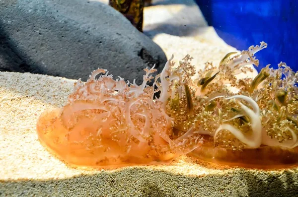 Küçük Denizanası Medusa Işık Renkli — Stok fotoğraf