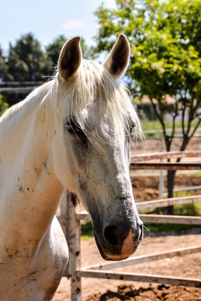 Портрет Красивого Білого Коня — стокове фото