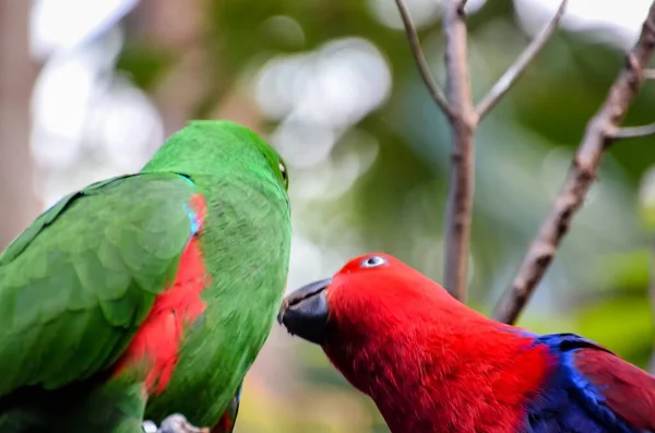 Ormanda Tropik Papağan Kuşları — Stok fotoğraf