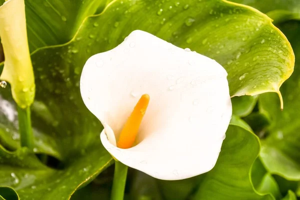 Красива Квіткова Лілія Саду Навесні — стокове фото