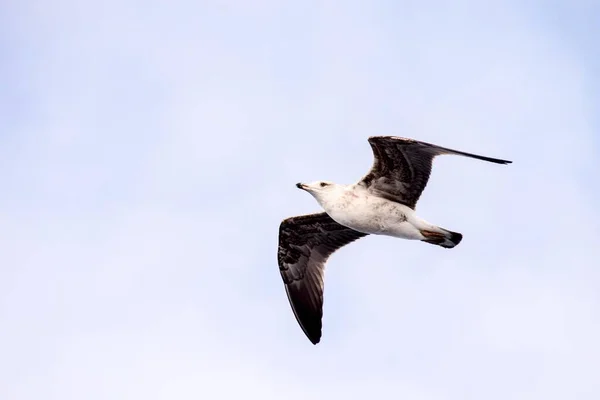 Bellissimo Uccello Gabbiano Che Vola Nel Cielo — Foto Stock