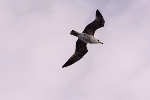 Vacker Måsfågel Flyger Skyn — Stockfoto