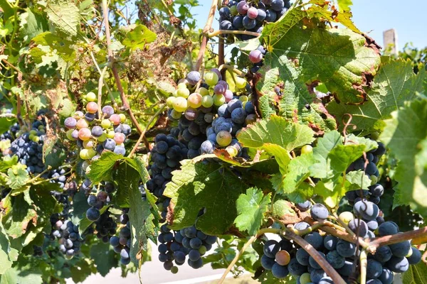 Druiven Wijnstok Close Zicht — Stockfoto