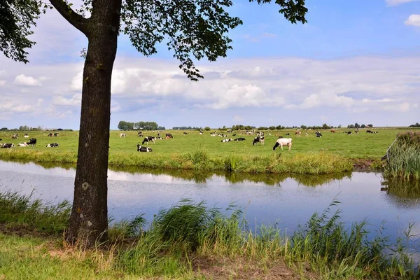 Стадо Коров Пасущихся Воде — стоковое фото