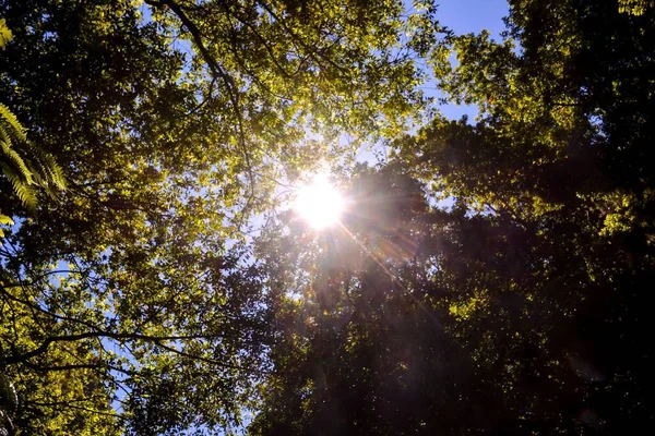 Krásná Letní Krajina Stromy Zelenými Listy — Stock fotografie