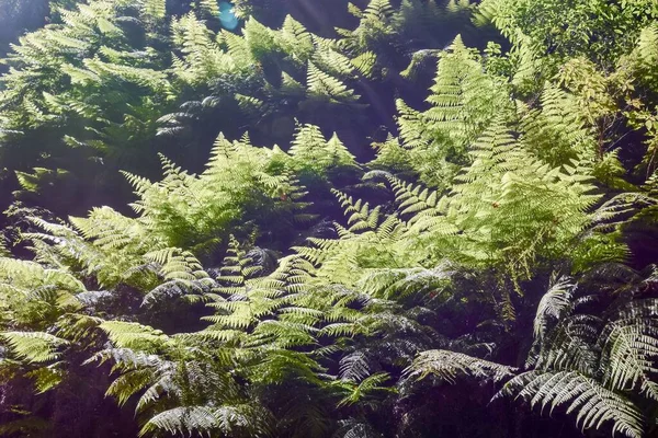Зеленые Листья Папоротника Утром — стоковое фото