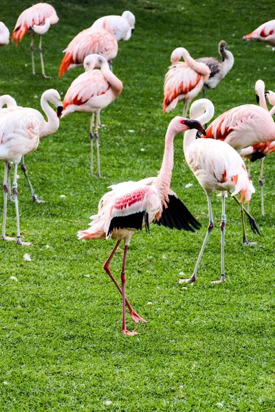 Flamingoer Parken - Stock-foto