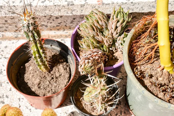 Kaktus Växt Krukor Vit Bakgrund — Stockfoto
