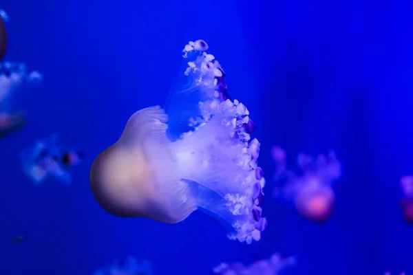 Beautiful Jellyfish Sea — Stock Photo, Image