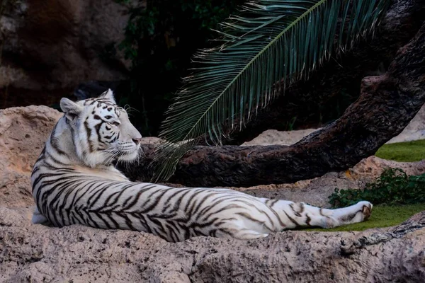 Zdjęcie Rzadkiego Białego Paska Dziki Tygrys — Zdjęcie stockowe