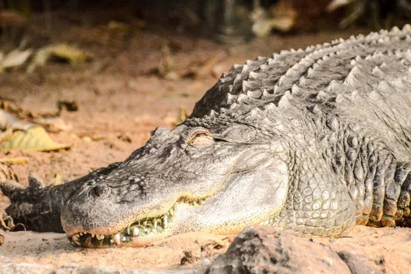 Fénykép Kép Big Brown Sárga Kétéltű Őskori Krokodil — Stock Fotó
