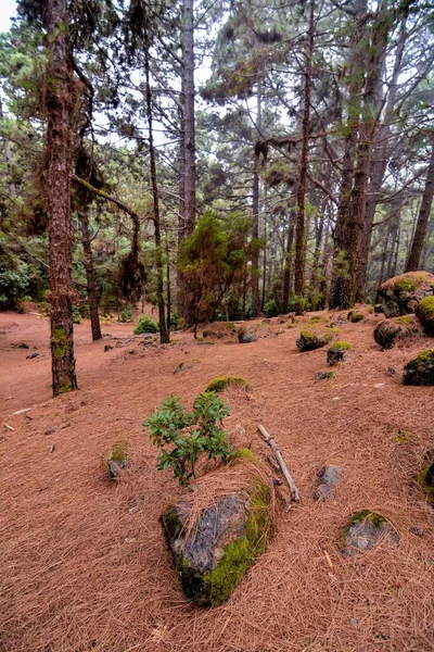 Красивый Вид Лес Концепция Окружающей Среды — стоковое фото