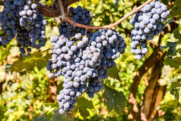 Druiven Een Wijnstok Wijngaard — Stockfoto