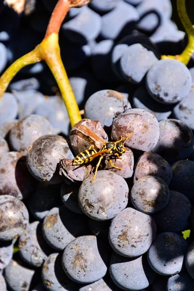 Пчела Прекрасном Винограднике Винограда Готовы Производить Вино — стоковое фото