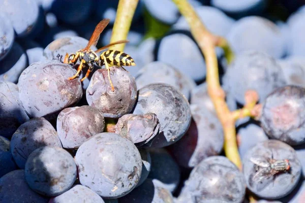 Pszczoła Pięknej Winnicy Owoców Winogron Gotowy Produkcji Wina — Zdjęcie stockowe