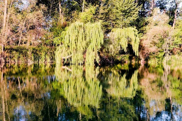 Schöner Blick Auf Den See Wald — Stockfoto