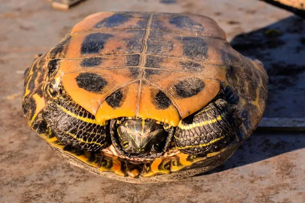 Nahaufnahme Einer Schildkröte Natürlichen Lebensraum — Stockfoto