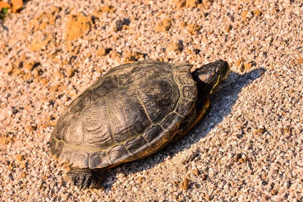 Close Turtle Natural Habitat — стоковое фото