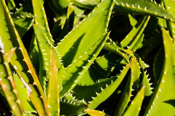Aloe Vera Plante Dans Jardin — Photo