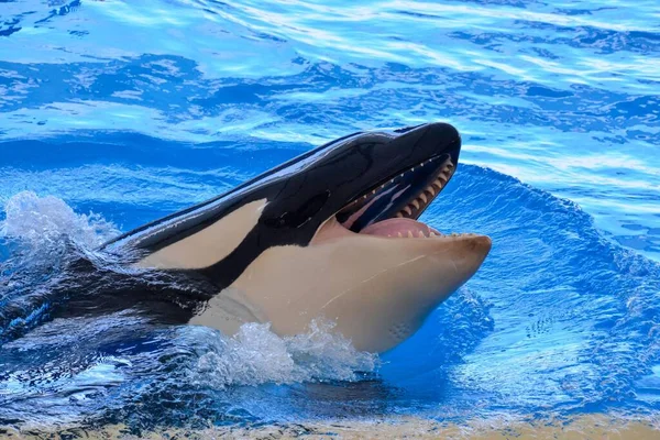 Nahaufnahme Von Delfinen Wasser — Stockfoto