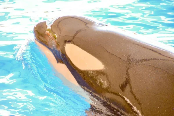 Zbliżenie Widok Delfina Wodzie — Zdjęcie stockowe