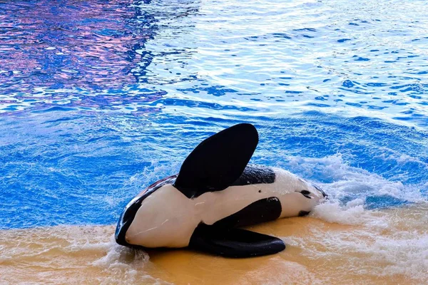 Foto Von Einem Säugetier Orca Killer Wal — Stockfoto