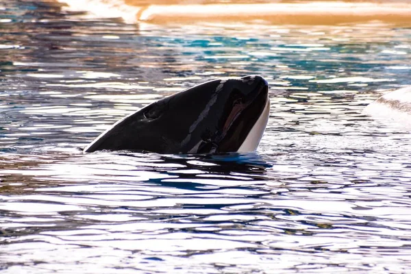 Photo Picture Mammal Orca Killer Whale — стокове фото