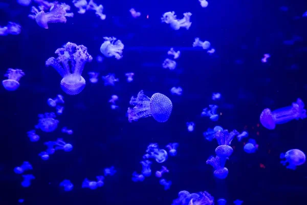 Jellyfish Aquarium Underwater Fauna — Stock Photo, Image