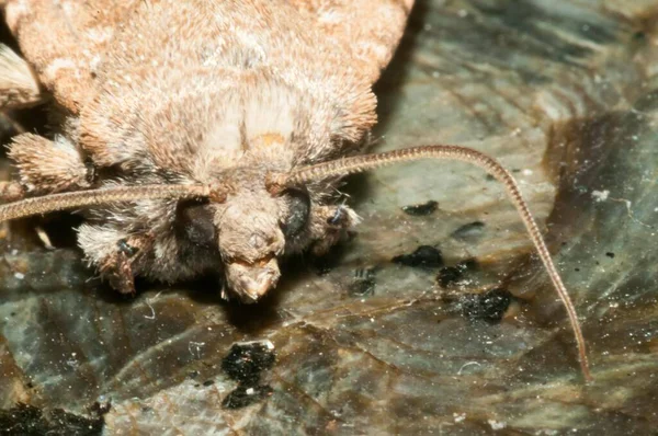 Gece Böceği Kahverengi Güve Görüntüyü Kapat — Stok fotoğraf