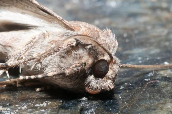 Noc Owady Brązowy Moth Zbliżenie Zdjęcie — Zdjęcie stockowe