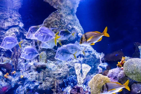 Foto Van Een Aquarium Vol Prachtige Tropische Vissen — Stockfoto