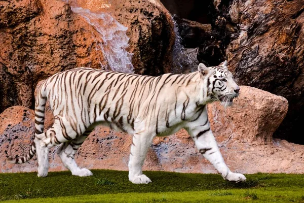 Photo Picture Rare White Striped Wild Tiger — Stock Photo, Image