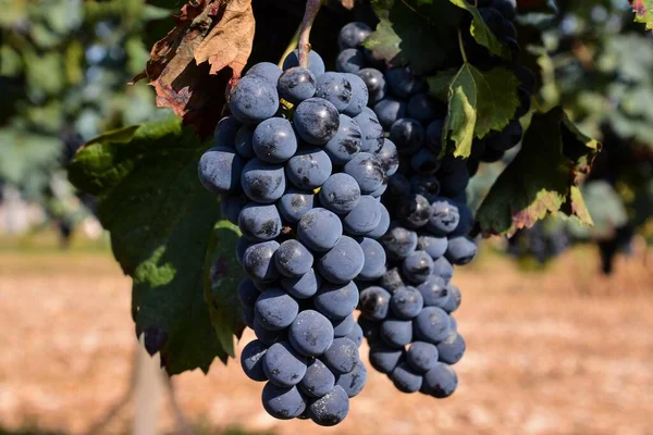 Rijpe Druiven Een Wijnstok — Stockfoto