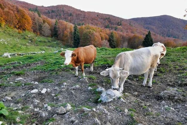 Vacas Pasto Foto Como Fundo Imagem Digital — Fotografia de Stock