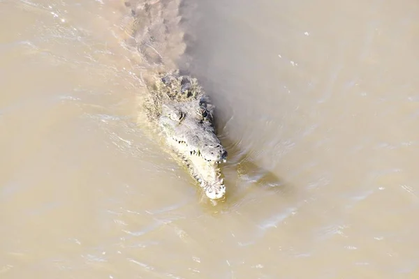 Vista Crocodilo Água — Fotografia de Stock