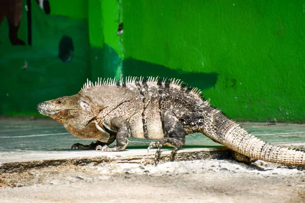 Fechar Iguana — Fotografia de Stock