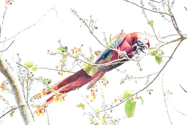 Красивая Птица Попугай Ветке Дерева — стоковое фото