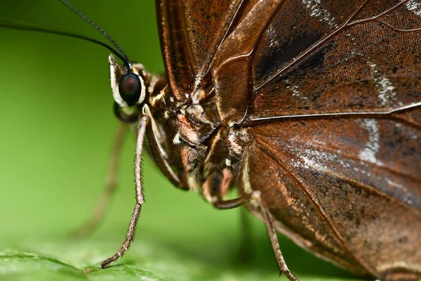 Closeup Beautiful Butterfly Green Leaf — Stock Photo, Image