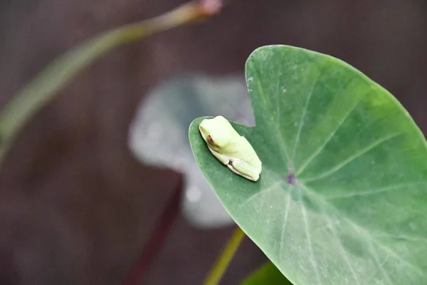 나뭇잎 개구리 사진은 디지털 이미지 — 스톡 사진