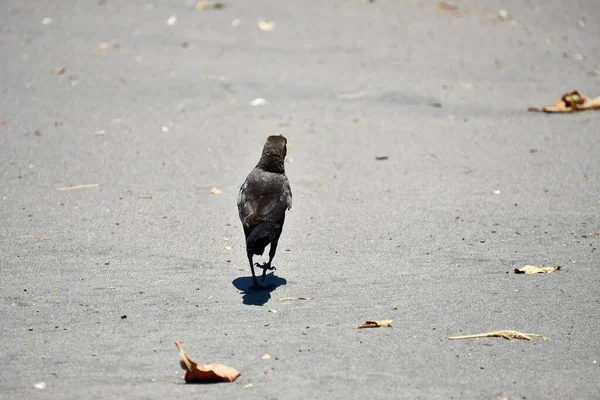 Pequeño Pájaro Caminar Día Soleado Aire Libre — Foto de Stock