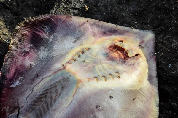 Stingray Peces Muertos Costa Cerca Del Océano Atlántico —  Fotos de Stock