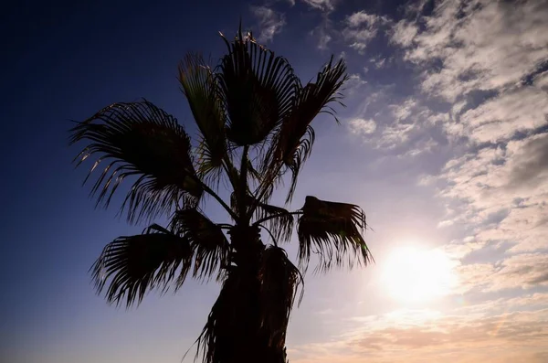 Palm Tree Beach Sunset — Stock Photo, Image