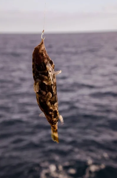 stock image One Sea Fish Hooked over the Blue Atlantic Ocean