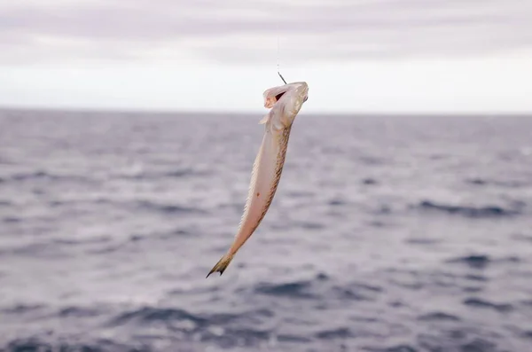 대서양 물고기 — 스톡 사진
